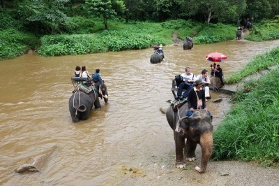 Full day Elephant Safari in Chiang Mai