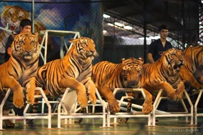 tours-in-pattaya-siracha-tiger-zoo